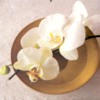 orchidzen