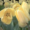 tulipsyellow
