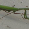 Mantis-Green