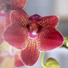 orchidredstripes