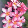 hawaiiplumeria