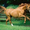 horserunning
