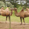 CAMELKISS