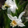 orchidwhite