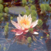 4WATERLILY