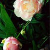 roseandbud