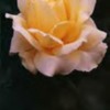 rosesue