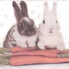 carrotrabbits