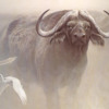 buffal_o