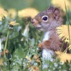 squirrelflowers
