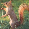 squirrelsmellingflower