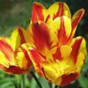 tulipsyellow