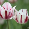 Red_White_Tulips