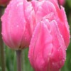 tulipsdew
