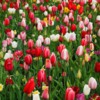 tulipscolorful_(615x410)