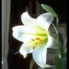 easterlily