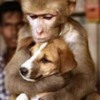 monkeydog