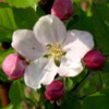appleblossom