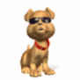 dog_sunglasses
