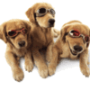 doggles-pups-2