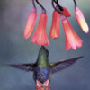 hummingbirdie