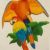 parrots2