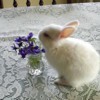 bunnyviolets