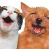 dog_and_cat_singing