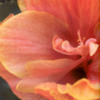 hibiscuscentre