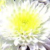 chrysanthemumwhitealso
