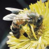 honeybee-on-flower