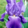 Iris-Chivalry