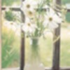 flowerswhite1