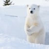 polar_bear_cub_den_arctic_0