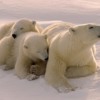 polar_bear_mom_and_cubs_0