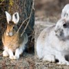 rabbit2colors