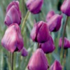 tulipsburgundy