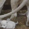 poland-white-lions