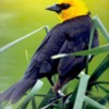 birdyellowhwadedblackbird