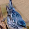 bluecolorbird