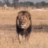 Cecil_the_lion_in__3388298b