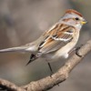 americantreesparrow