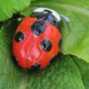 s_v___nine_spotted_ladybug_by_dillo-d307aqs